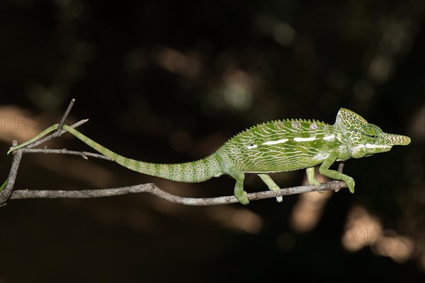 Labord's chameleon