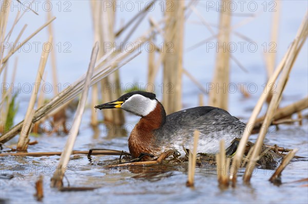 Red-necked grebe