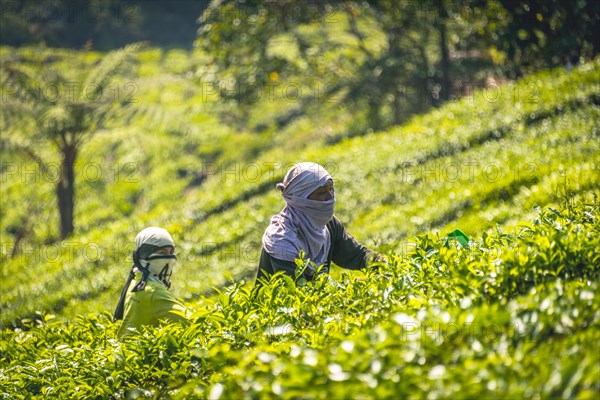 Local tea pickers harvest