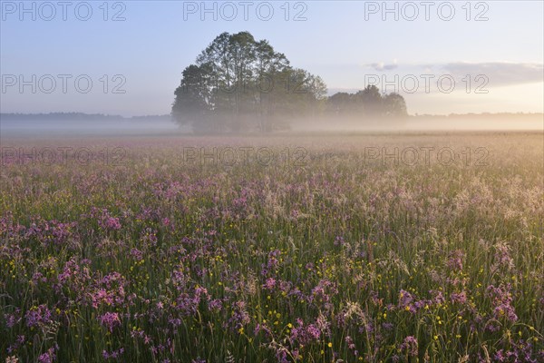 A meadow with Ragged Robins