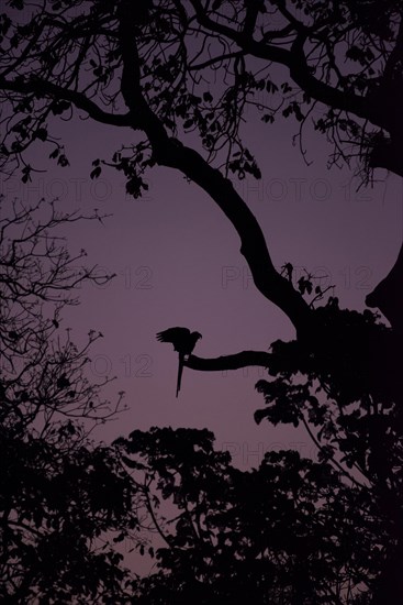 Hyacinth macaws