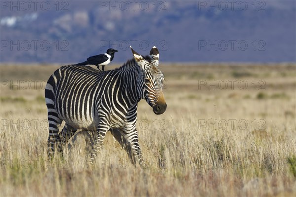 Cape mountain zebra