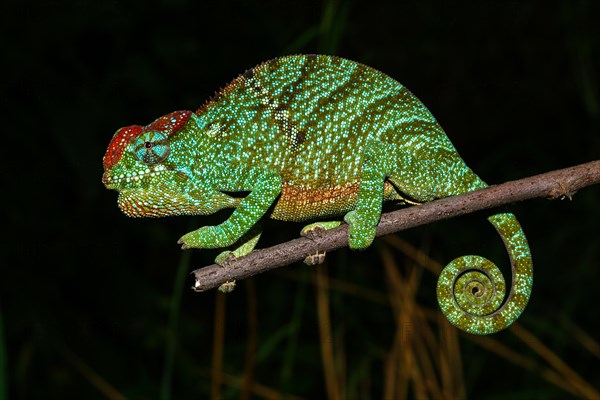 Pregnant female two-horned chameleon