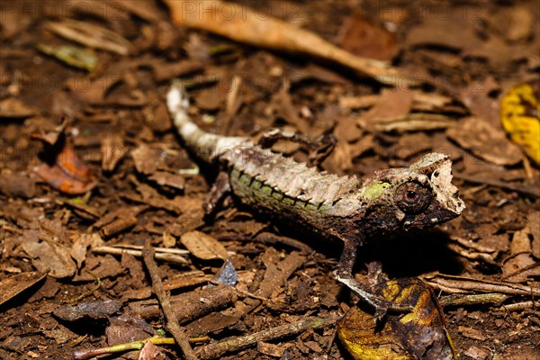 Male leaf chameleon