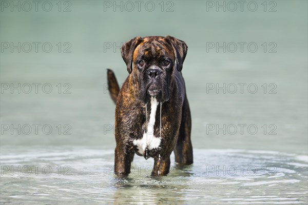 Boxer standing in water