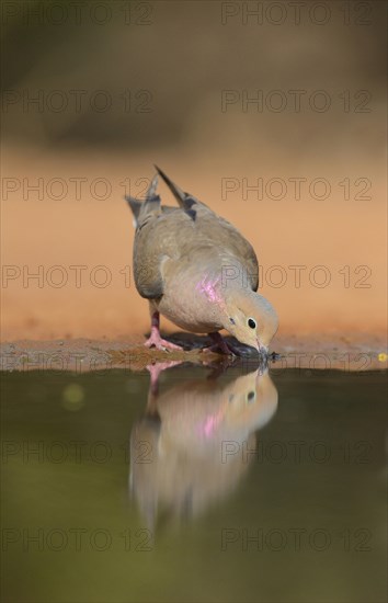 Mourning Dove