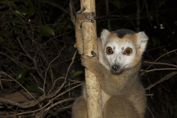 Crowned lemur