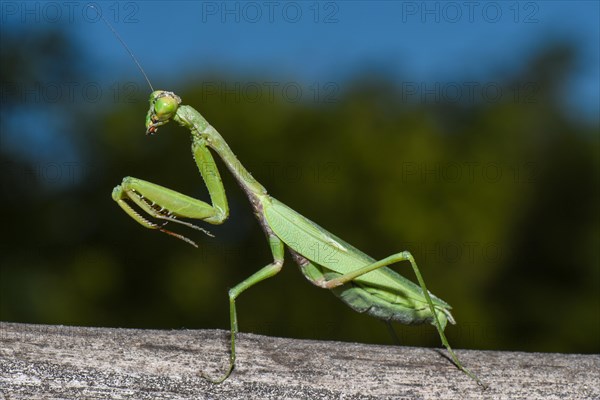 Praying Mantis