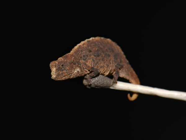 Male dwarf chameleon