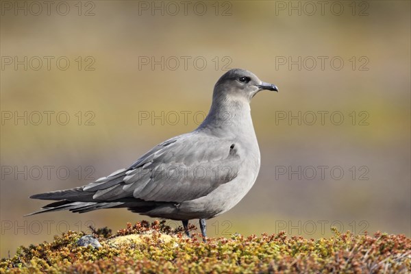 Long-tailed skua or long-tailed jaeger