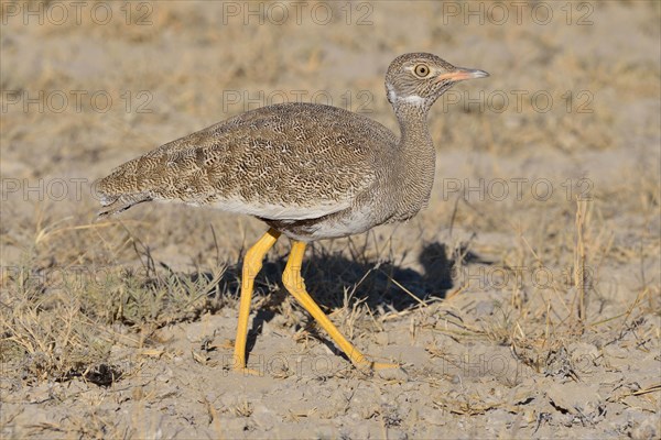 Northern black korhaan