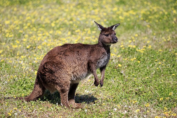 Western gray kangaroo