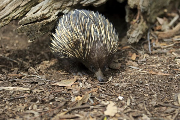 Short-beaked echidna