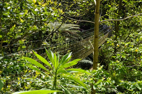 Burma suspension bridge in the Jungle