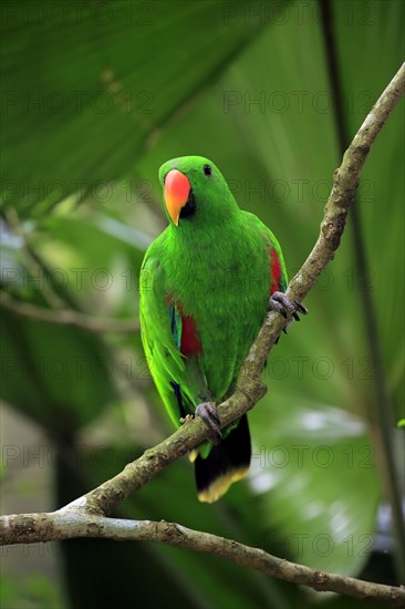 Eclectus Parrot