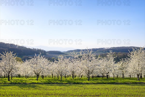 Blossoming cherry trees in the Eggenertal Valley in early spring