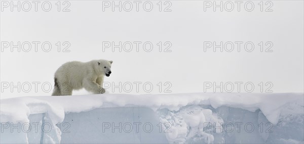 Polar bear