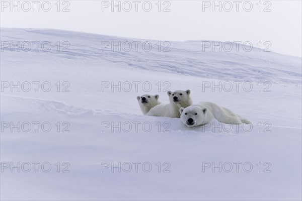 Polar bears