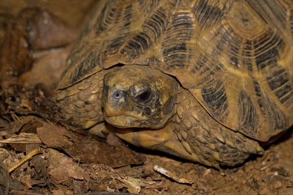 Bell's hinge-back tortoise