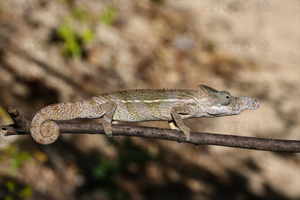 Rhino chameleon