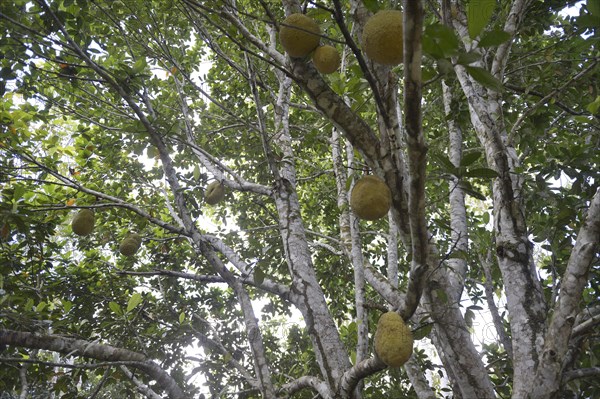 Jackfruit