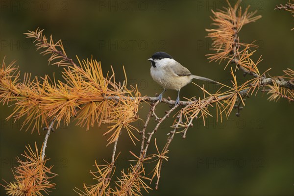 Marsh Tit