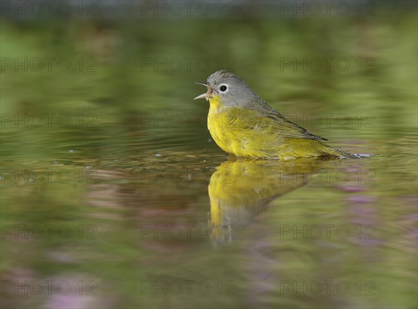 Nashville Warbler