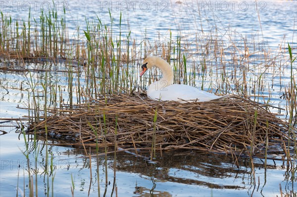 Mute swan