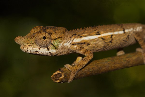 Rhinoceros chameleon