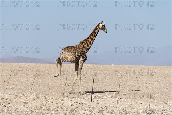 Giraffe