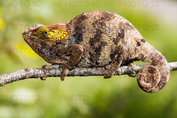 Short-horn chameleon