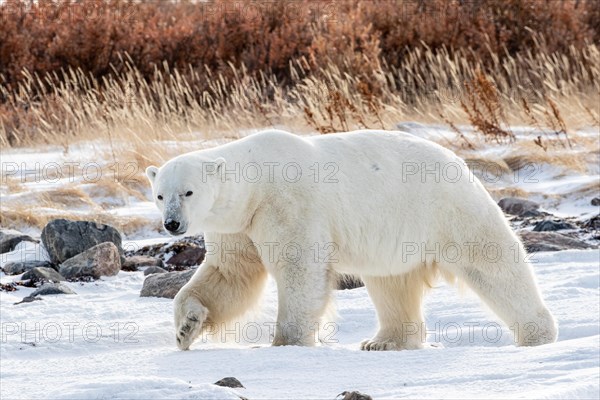 Polar bear