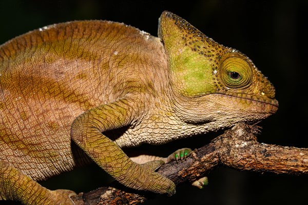 Parson's chameleon