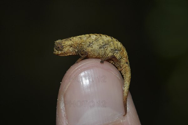 Naturelle leaf chameleon