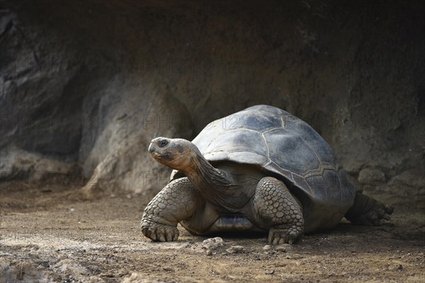 Galapagos giant tortoise