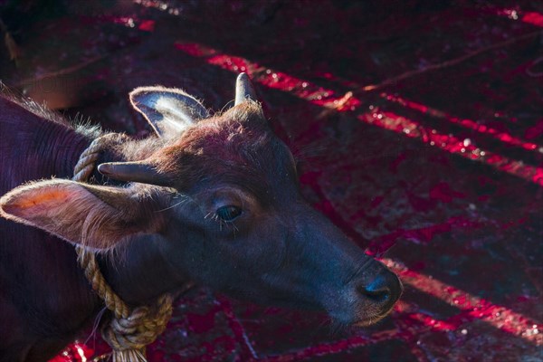 Water buffalo tied up to be sacrificed