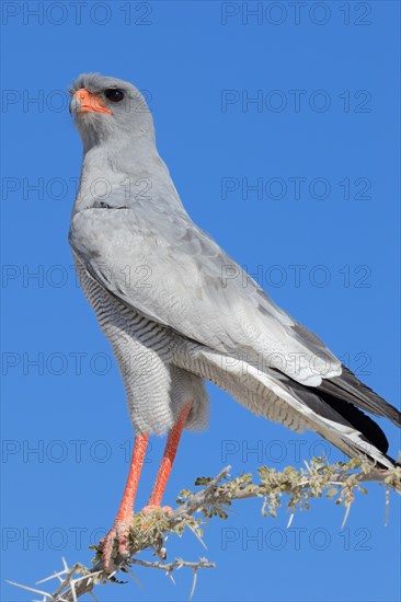 Pale chanting goshawk