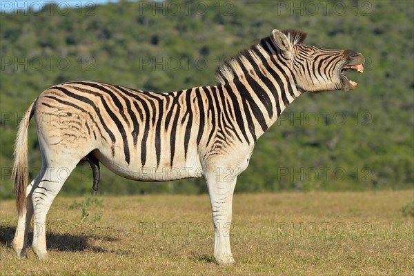 Burchell's zebra