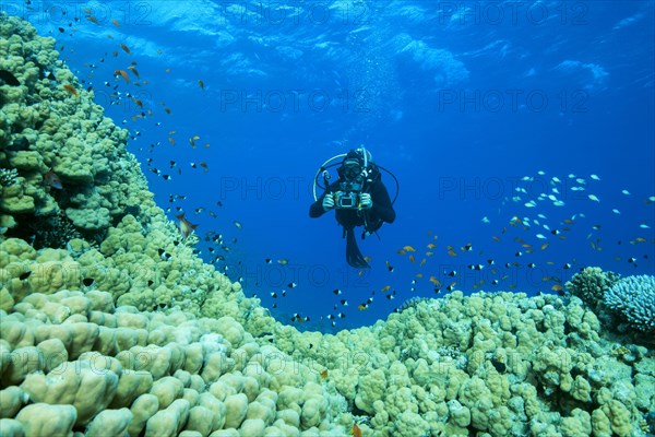 Camera man scuba diver swims near Dome Coral