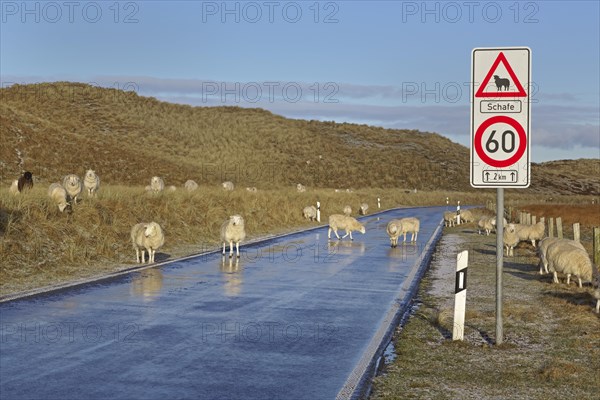 Sheep on the road