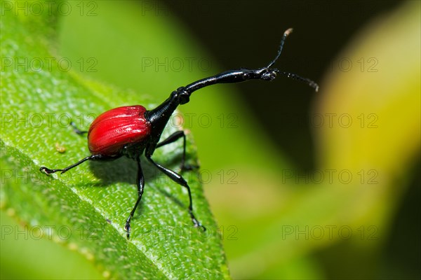 Giraffe weevils