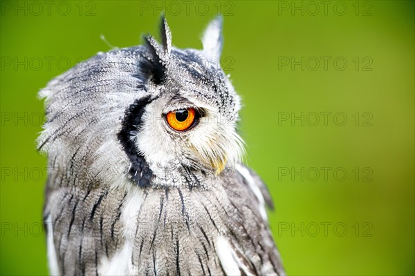 Southern white-faced owl