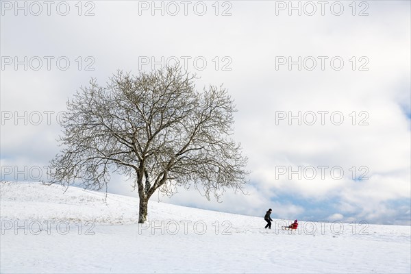 Single tree in snowy landscape with sleigh driver on the Bodanrucken