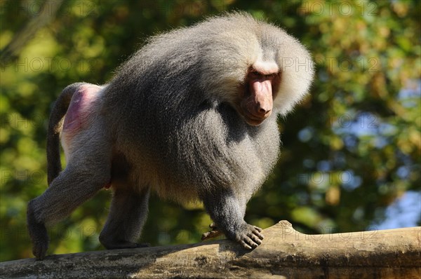 Hamadryas baboon