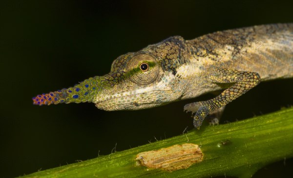 Blade or lance-nosed chameleon