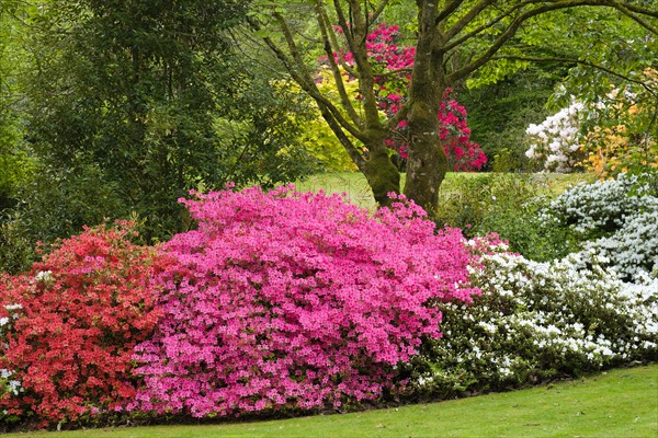 Flowering Rhododendron