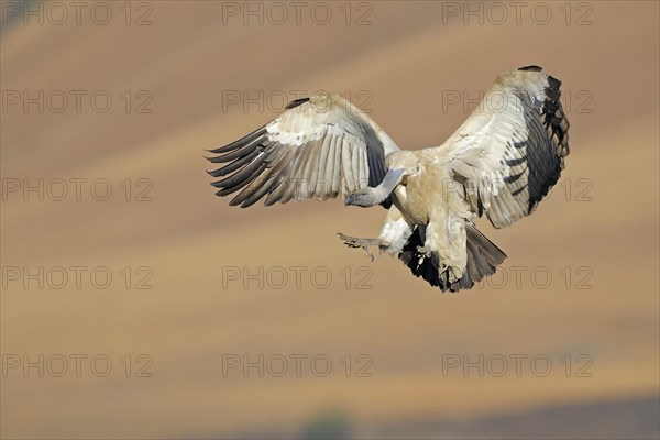 Cape vulture