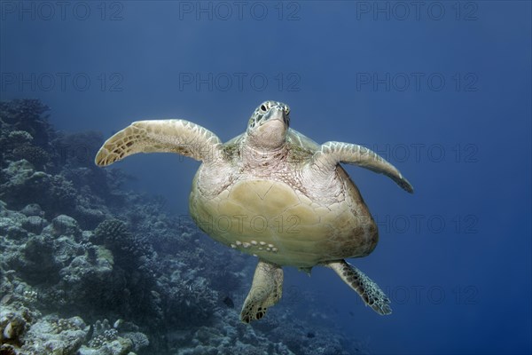 Green turtle