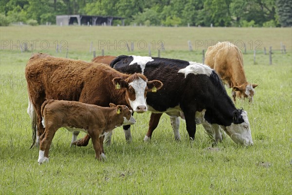 Cows with calf on pasture Tangendorf