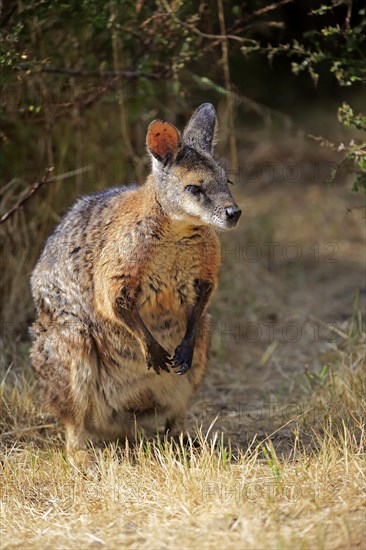 Tammar wallaby